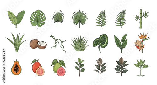 Collection of tropical plant and fruit illustrations including leaves and exotic fruits.