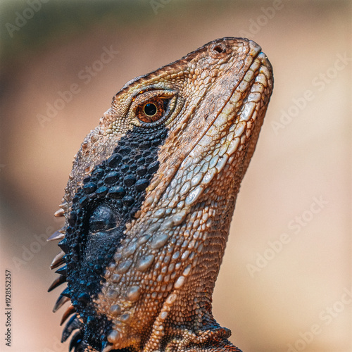 bearded dragon lizard