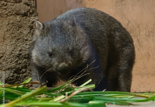 Foto Common wombat