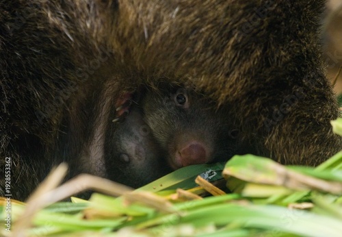 Εκτύπωση καμβά Common wombat