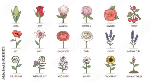 Illustration of various flowers with names and stages of blooming in a botanical chart.