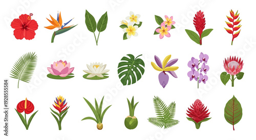 Collection of various tropical flowers and leaves illustrations on white background.