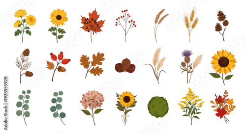 Collection of various autumn and fall season botanical elements and plants.
