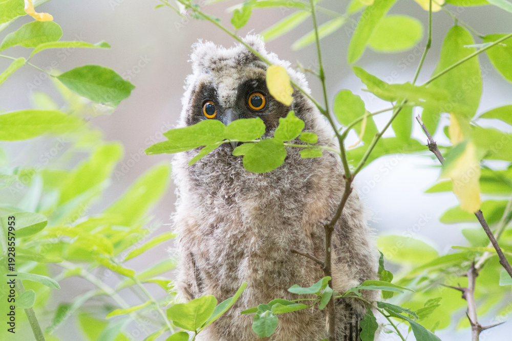 Fototapeta premium owl on tree