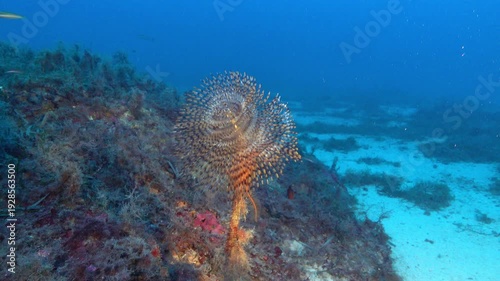 Nature deep undewater - Sea tube worm on the seabed