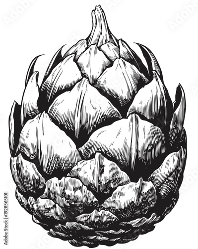 Detailed black and white illustration of an artichoke viewed from the front showcasing its leaves and center in a classic style