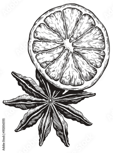 A halved citrus fruit and a star anise illustration on a plain background from a front viewpoint