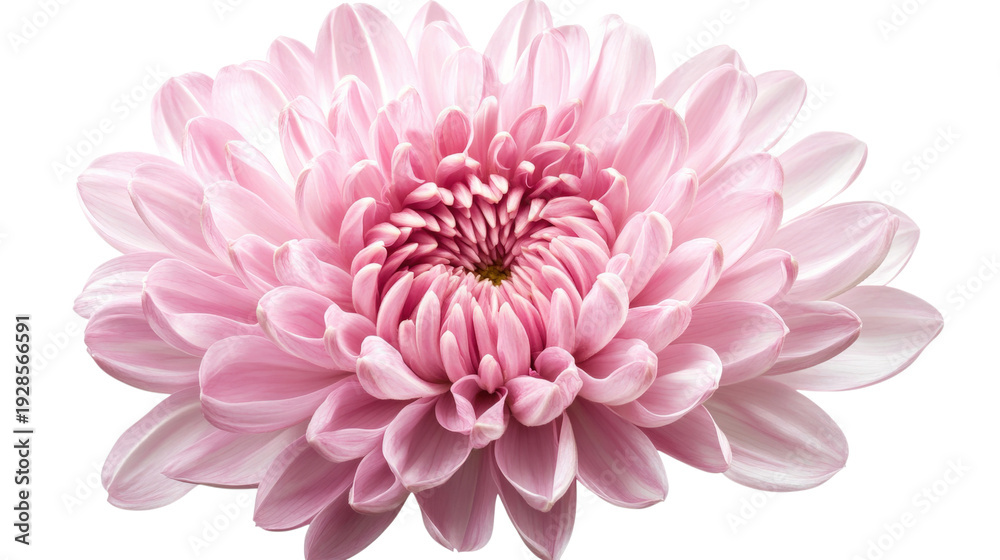 Obraz premium A pink flower with a white background