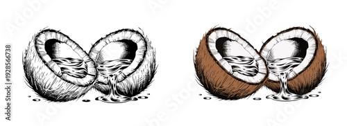 Comparative illustration of split coconuts showing sketch contrast on plain backdrop from a frontal viewpoint