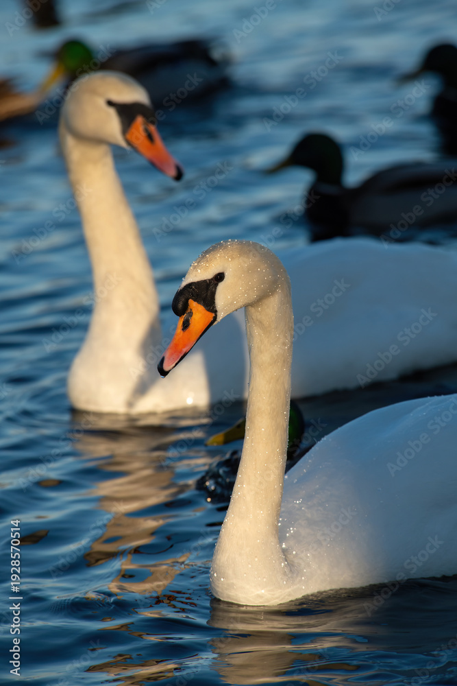 Obraz premium Wild swan on winter iced river, nature, fauna