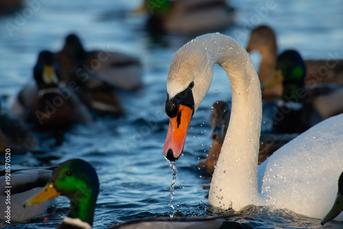 Wild swan on winter iced river, nature, fauna