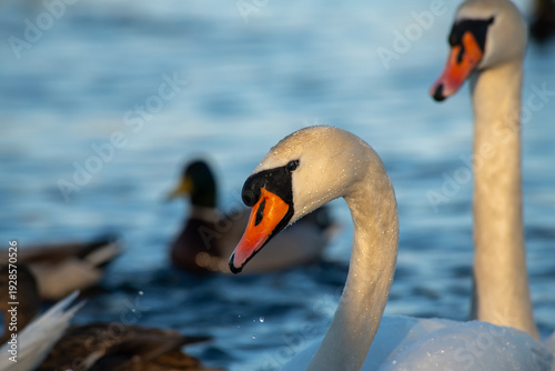 Wild swan on winter iced river, nature, fauna