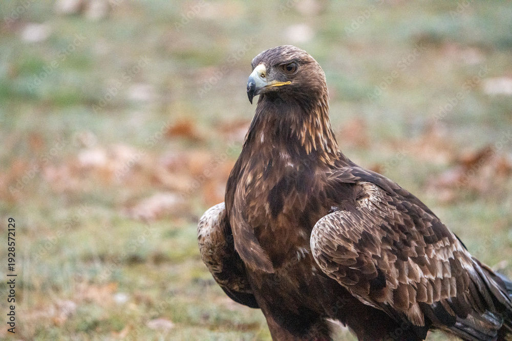 Fototapeta premium Golden eagle (Aquila chrysaetos) photographed in Spain