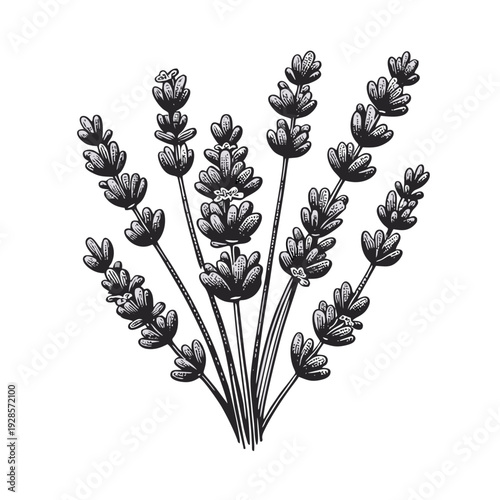 Hand Drawn Black and White Botanical Illustration of Lavender Flowers Bunch