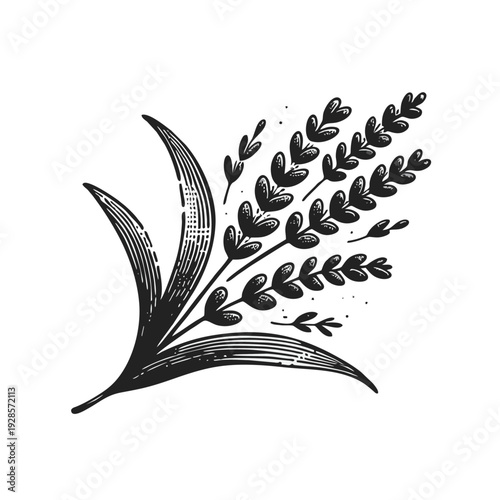 Hand-Drawn Lavender Branch Illustration in Vintage Woodcut Style