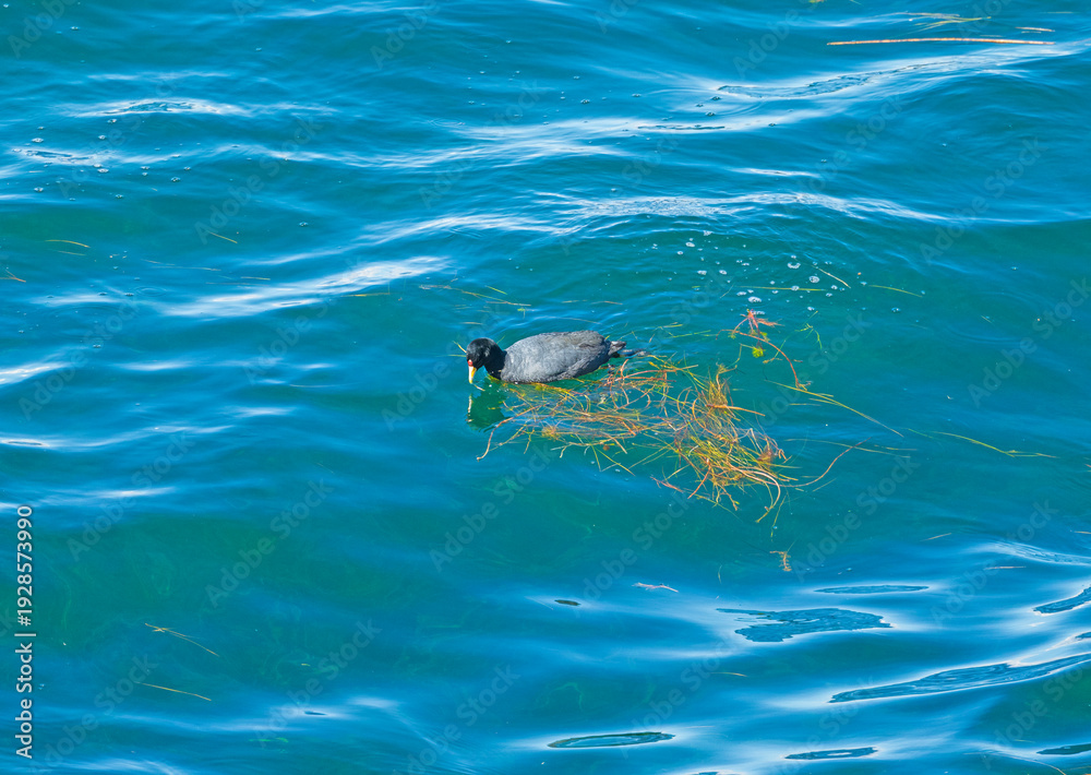 Fototapeta premium Slate Colored Coot in Lake Titicaca