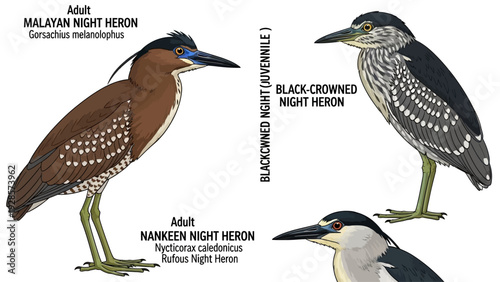 Illustration showcasing the distinct plumage of adult Malayan Night Heron, adult Nankeen Night Heron, and juvenile Black-crowned Night Heron