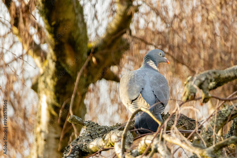 Fototapeta premium Common Wood Pigeon Perched on Lichen-Covered Branch