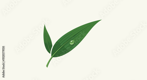 Green leaves with water droplet closeup.