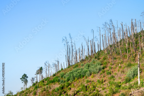 Photos Hillside covered with burnt trees after wildfire with scorched landscape