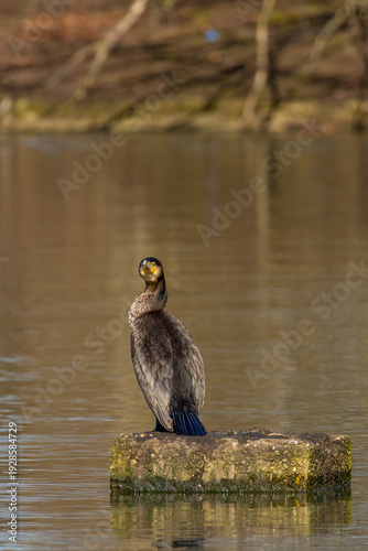 Great Cormorant Looking Up on Stone