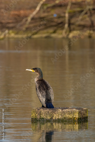 Great Cormorant Perched on Stone