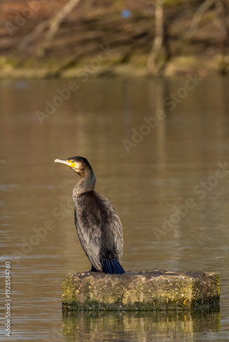 Great Cormorant Perched on Stone