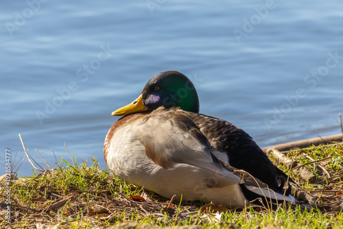 Male Mallard Duck Resting on Grassy Riverbank