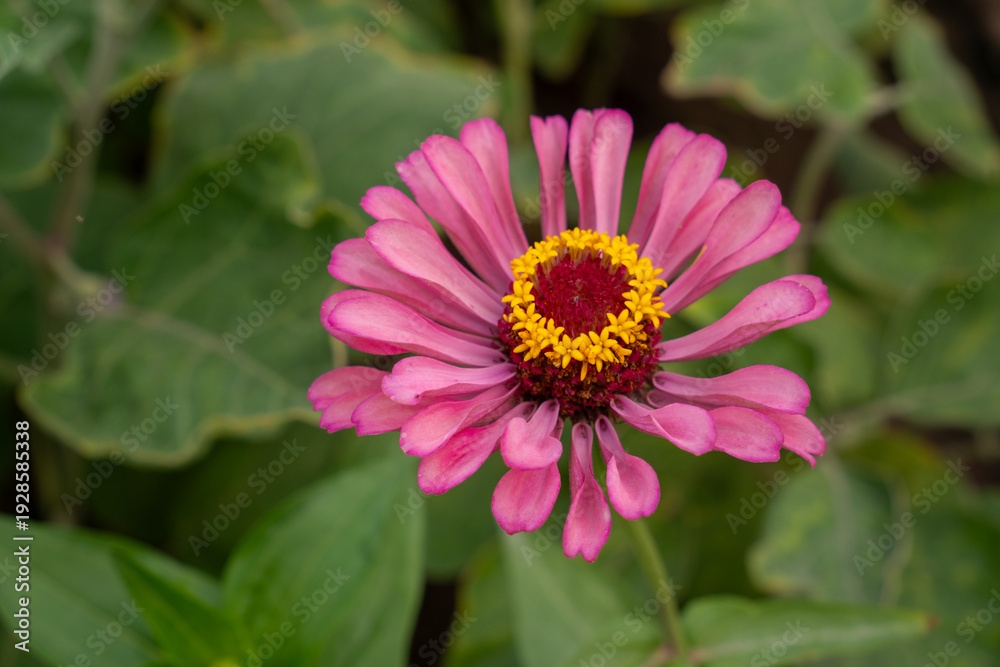 Obraz premium Colorful Zinnia flowers blooming in a vibrant garden, showcasing bright petals and natural summer beauty. 