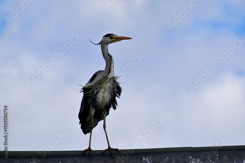Bottom view of a Grey heron on the roof, London, UK