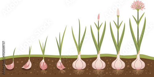 Vector illustration of garlic growth stages from clove in soil to mature flowering bulb for agriculture botanical education and gardening concept