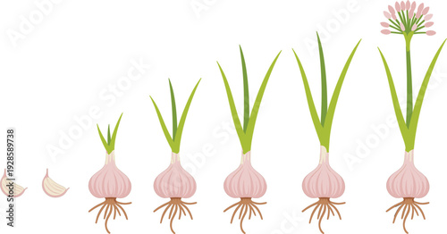 Vector illustration of garlic growth stages from clove and root development to full bulb and flowering stalk for agriculture and cooking concept