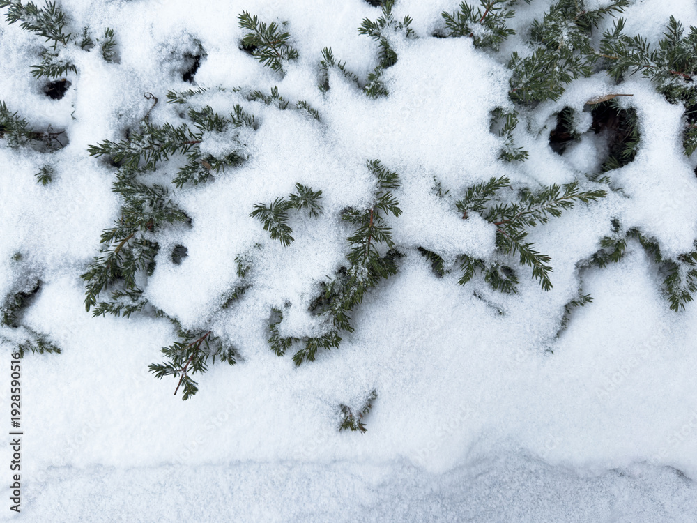 Obraz premium snow covered pine tree