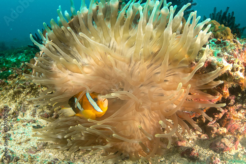 Clark's anemonefish hiding in sea anemone on coral reef in Donsol Manta Bowl Philippines
