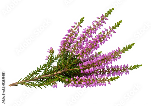 A small purple flowering plant on a white background isolated on transparent background