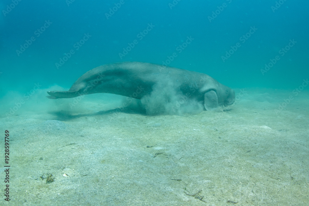 Fototapeta premium Dugong (Dugong dugon) rolling on sandy bottom, Coron, Palawan, Philippines