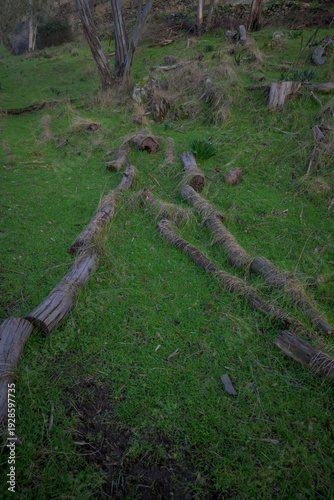 Wallpaper Mural Deforestation concept with fallen tree logs Torontodigital.ca