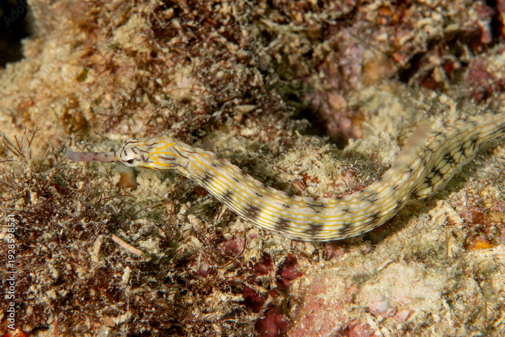 Fototapeta premium Dragonfaced pipefish resting on gorgonian sea fan in Puerto Galera, Philippines