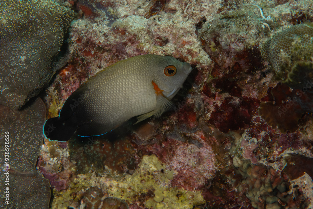 Obraz premium Half black angelfish (Centropyge vrolikii) close-up in Puerto Galera, Philippines
