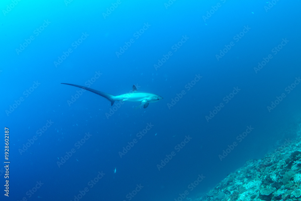 Fototapeta premium Thresher sharks (Alopias sp.) swimming underwater at Malapascua, Cebu, Philippines