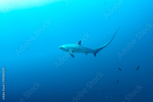 Wallpaper Mural Thresher sharks (Alopias sp.) swimming underwater at Malapascua, Cebu, Philippines Torontodigital.ca