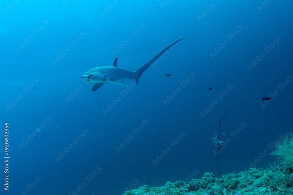 Fototapeta premium Thresher sharks (Alopias sp.) underwater at Malapascua, Cebu, Philippines