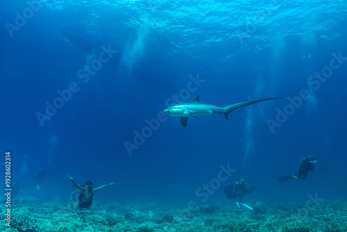 Cuadro en lienzo Thresher sharks (Alopias sp