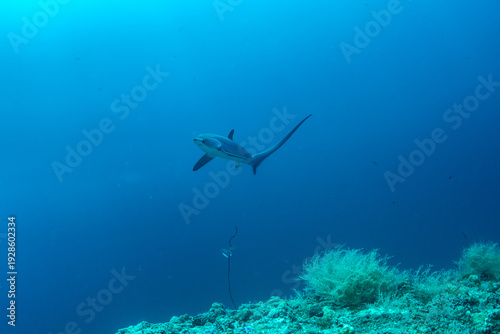 Tablou pe pânză Thresher sharks (Alopias sp