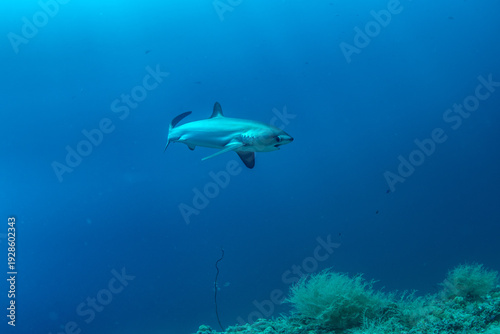 Obraz na plátne Thresher sharks (Alopias sp