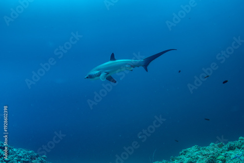 Wallpaper Mural Thresher sharks (Alopias sp.) swimming underwater at Malapascua, Cebu, Philippines Torontodigital.ca