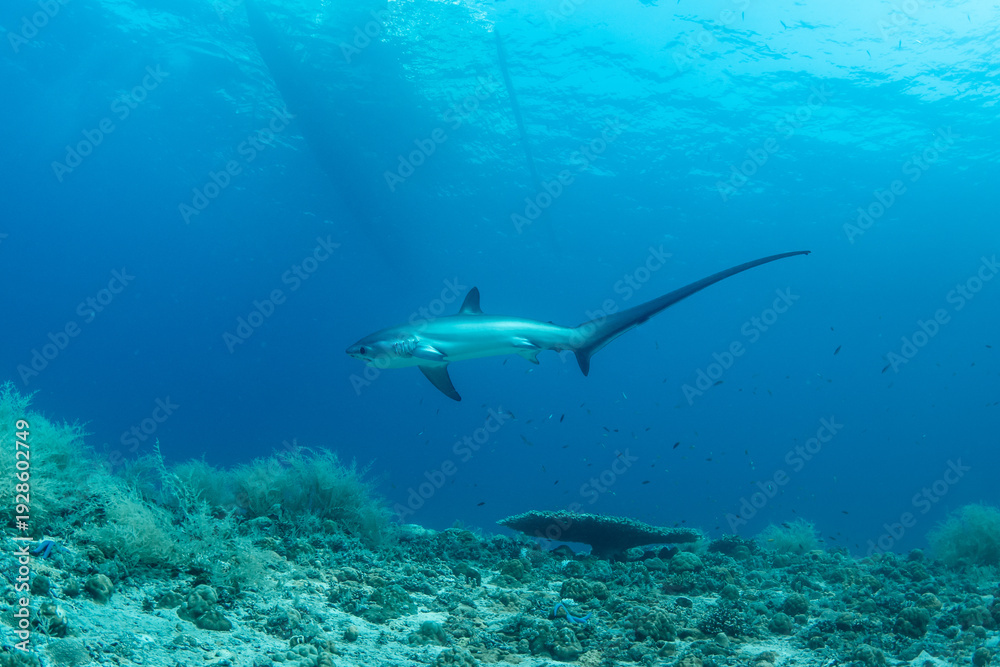 Obraz premium Thresher sharks (Alopias sp.) underwater at Malapascua, Cebu, Philippines