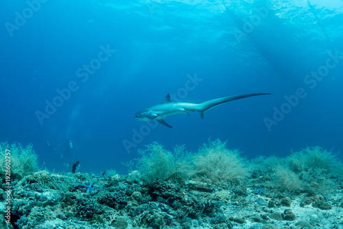 Slika na platnu Thresher sharks swimming underwater at Malapascua, Cebu, Philippines