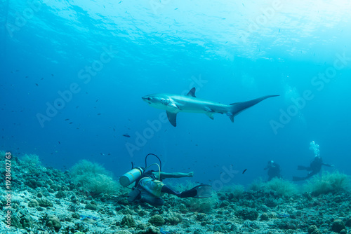 Valokuva Thresher sharks (Alopias sp