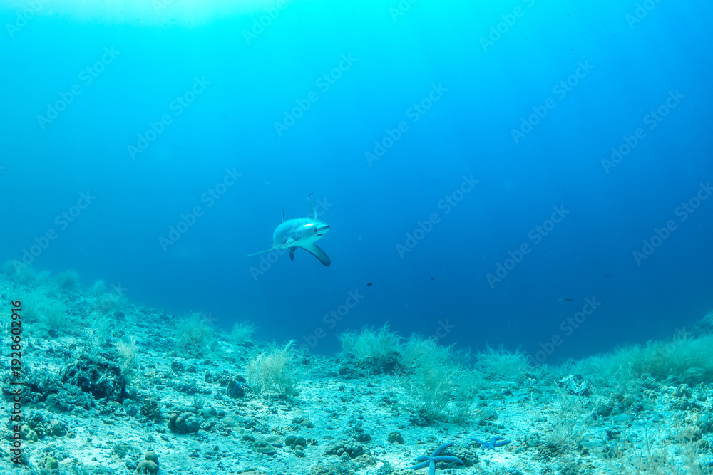 Obraz premium Thresher sharks (Alopias sp.) underwater at Malapascua, Cebu, Philippines